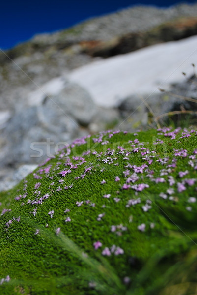 Alpino musgo florescimento montanhas flor jardim Foto stock © hraska