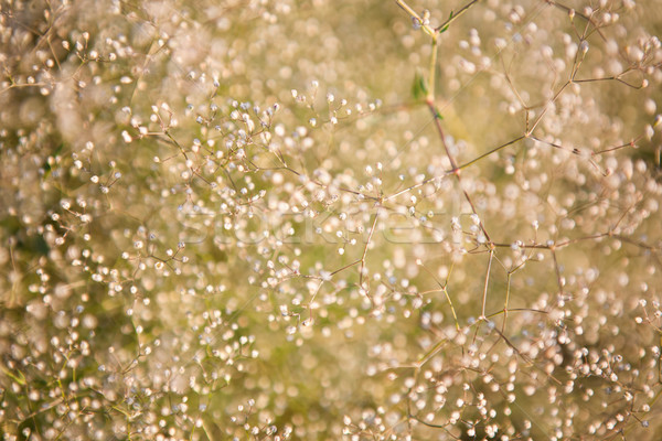 Foto stock: Naturalismo · pequeno · flores · brancas · flor · primavera