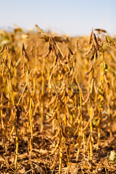 Ripe soybean plants on the field background Stock photo © hraska