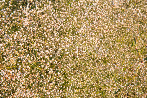 Kicsi virág közelkép sok kicsi fehér virág Stock fotó © hraska