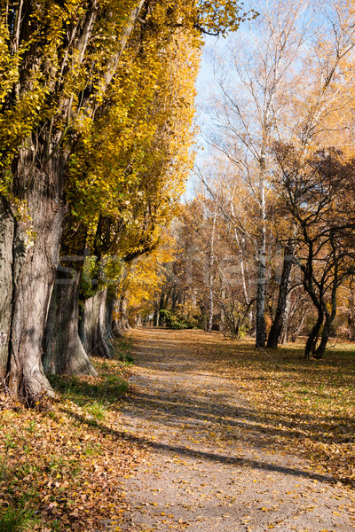 Park path in autumn Stock photo © hraska