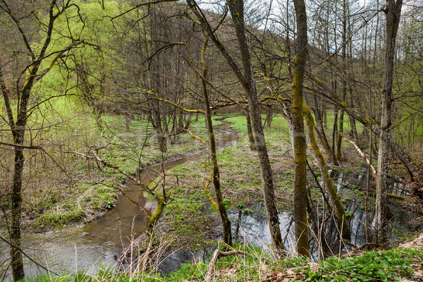 Erdő tájkép kicsi folyam patak fut Stock fotó © hraska