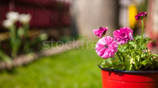 Pink flowers in the pot Stock photo © hraska