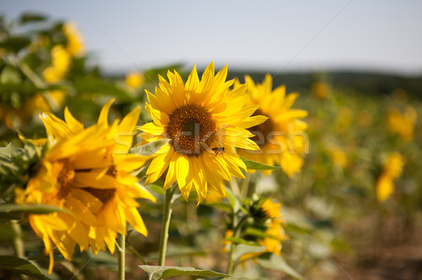 Foto stock: Girassóis · pequeno · amarelo · primavera