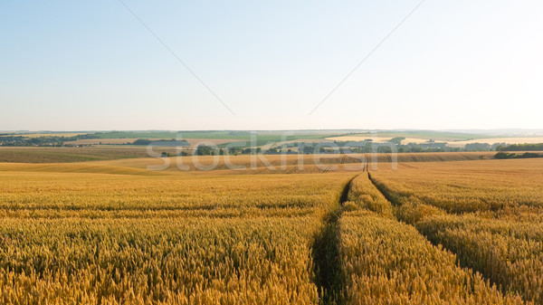 Drogowego pole pszenicy ciągnika niebo żywności Zdjęcia stock © hraska