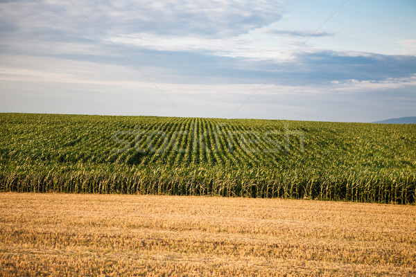Acres of corn Stock photo © hraska