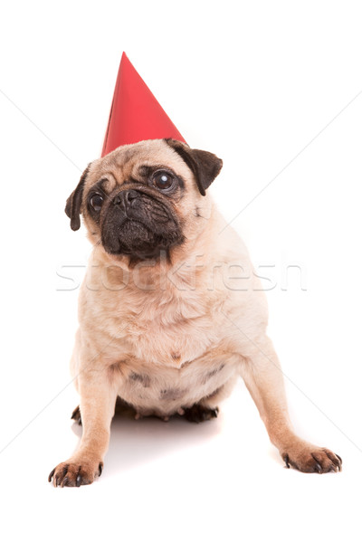 Stock fotó: Kutyakölyök · visel · ünnepi · kalap · izolált · fehér