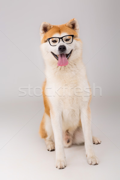 Piękna psa stwarzające studio okulary biały Zdjęcia stock © hsfelix
