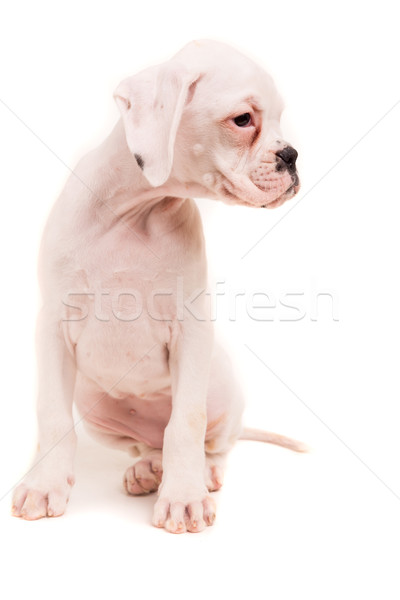 Boksör genç güzel köpek yavrusu yalıtılmış beyaz Stok fotoğraf © hsfelix