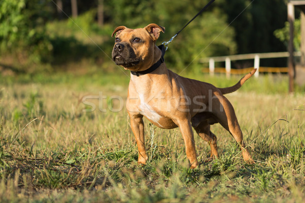 Staffordshire bull terrier Stock photo © hsfelix