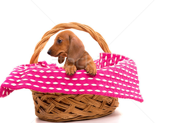 商業照片: 小狗 · 美麗 · 孤立 · 白 · 嬰兒