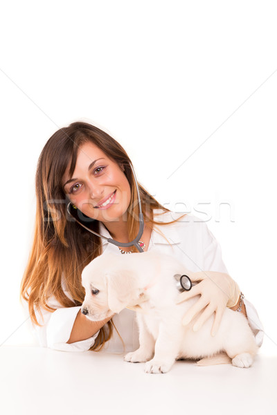 Tierarzt schönen golden Retriever Welpen Frau Hund Stock foto © hsfelix