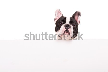 French Bulldog puppy Stock photo © hsfelix