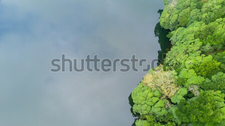 Forest - Azores, Portugal Stock photo © hsfelix