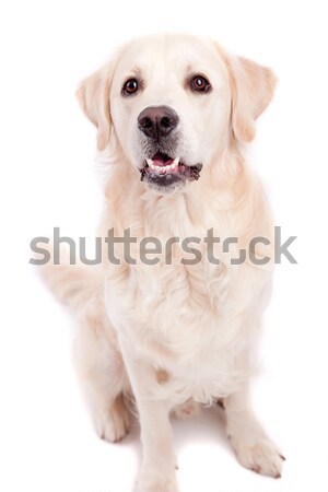 Stock photo: Golden Retriever Portrait