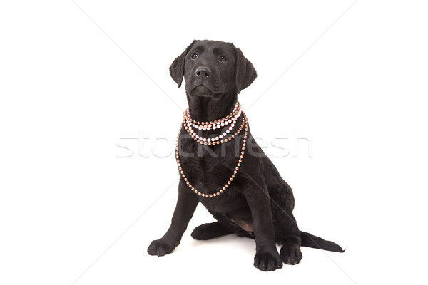 Stockfoto: Labrador · retriever · studio · foto · baby · geïsoleerd · witte
