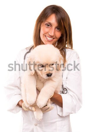 Veterinarian Stock photo © hsfelix