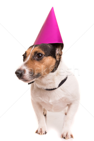 Jack russell cachorro sombrero aislado Foto stock © hsfelix