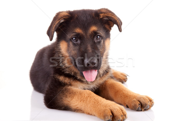 German Shepherd dog Stock photo © hsfelix