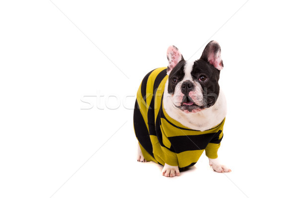 French Bulldog puppy Stock photo © hsfelix