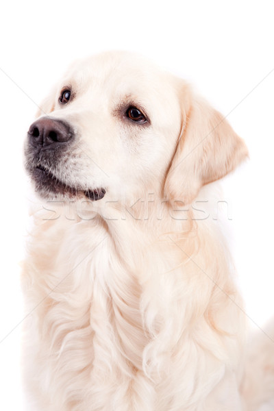 Golden retriever portré izolált fehér baba kutya Stock fotó © hsfelix
