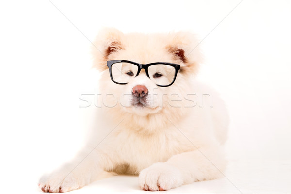 Bella cane posa studio occhiali bianco Foto d'archivio © hsfelix