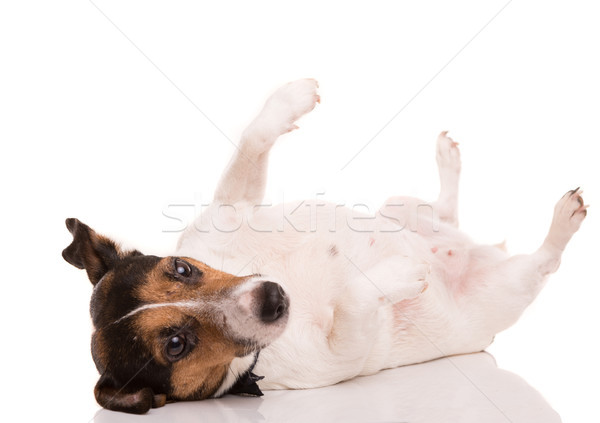 Jack Russell Terrier Stock photo © hsfelix