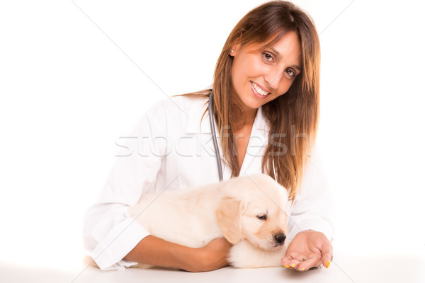 Lekarz weterynarii piękna golden retriever szczeniak baby psa Zdjęcia stock © hsfelix