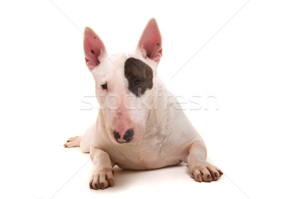 Bull terrier Stock photo © hsfelix