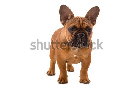 French Bulldog puppy Stock photo © hsfelix