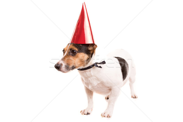 [[stock_photo]]: Jack · russell · chiot · chapeau · isolé