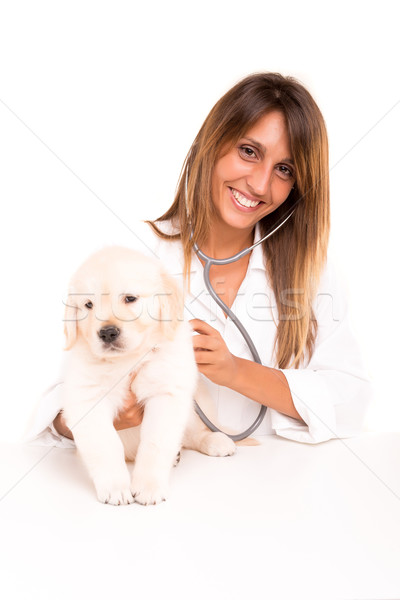 Veterinarian Stock photo © hsfelix