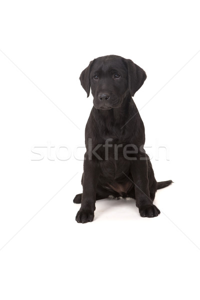 Labrador retriever studio fotografie copil izolat alb Imagine de stoc © hsfelix