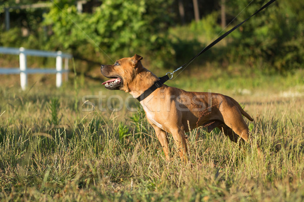 Stock photo: Staffordshire bull terrier