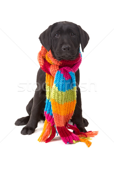 Labrador retriever studio photo bébé isolé blanche [[stock_photo]] © hsfelix