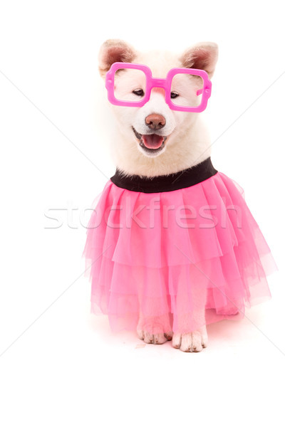 Stockfoto: Mooie · hond · carnaval · halloween · portret · jonge