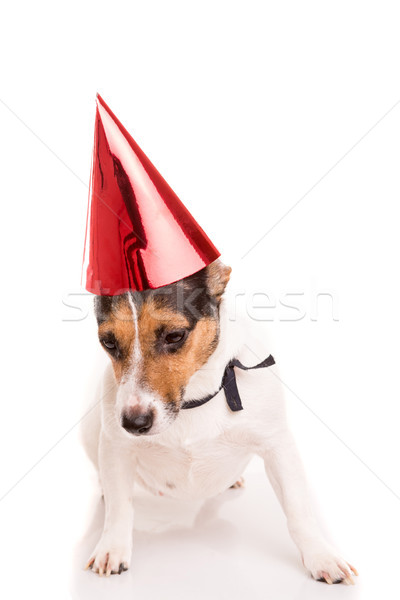 Jack russell cachorro seis isolado Foto stock © hsfelix