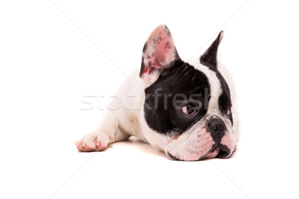 French Bulldog puppy Stock photo © hsfelix