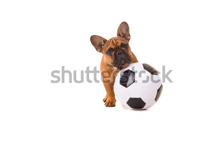 French Bulldog puppy Stock photo © hsfelix