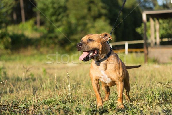 Staffordshire bull terrier Stock photo © hsfelix