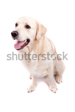 Golden retriever portret geïsoleerd witte baby hond Stockfoto © hsfelix