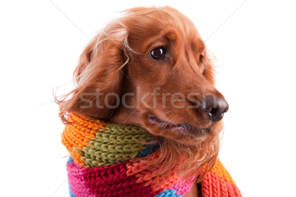 Stockfoto: Baby · geïsoleerd · witte · hond · gezicht · gelukkig