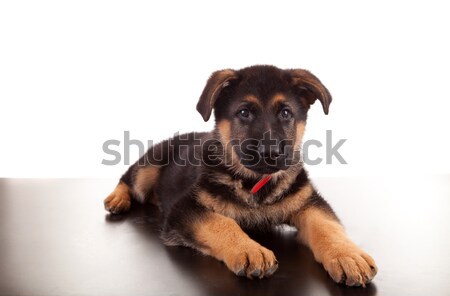 Schäfer Hund isoliert weiß Natur Spaß Stock foto © hsfelix