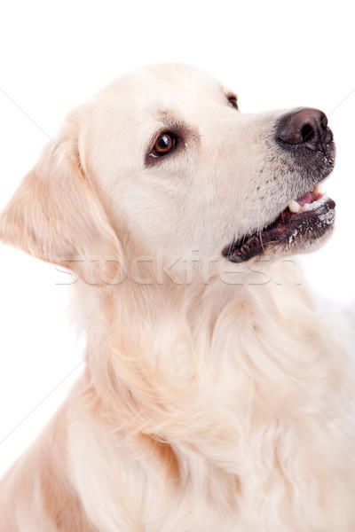 Foto d'archivio: Golden · retriever · ritratto · isolato · bianco · baby · cane