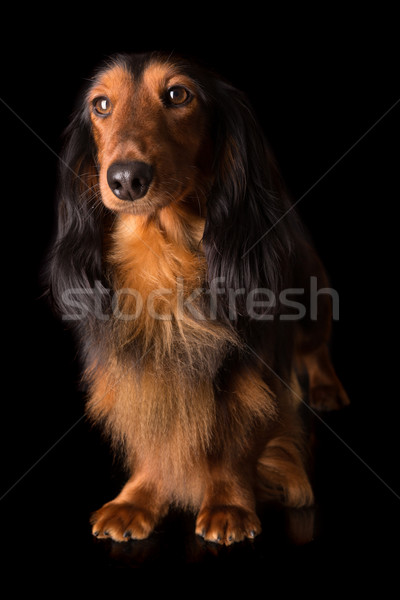 Bassotto bella capelli lunghi cane rosso Foto d'archivio © hsfelix