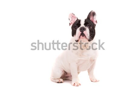 French Bulldog puppy Stock photo © hsfelix