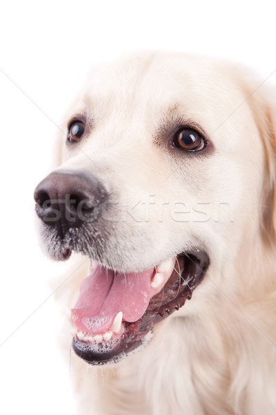 Golden Retriever Portrait Stock photo © hsfelix