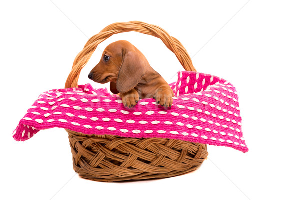 Stock photo: Teckel puppy