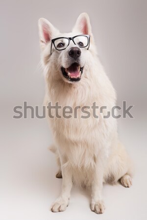 Foto d'archivio: Bianco · pastore · bella · cane · posa · studio