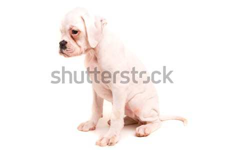 Bokser jonge mooie puppy geïsoleerd witte Stockfoto © hsfelix